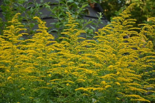 Solidago Goldenrod Virgaurea Planta Amarela Com Flores — Fotografia de Stock