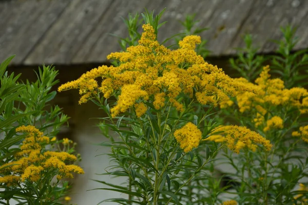 Solidago Oder Goldrute Virgaurea Gelbe Pflanze Mit Blüten — Stockfoto