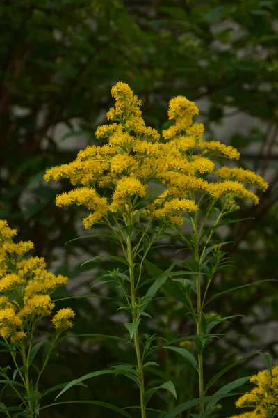 Solidago Goldenrod Virgaurea Yellow Plant Flowers — Stock Photo, Image