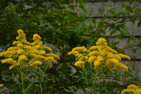 Solidago Oder Goldrute Virgaurea Gelbe Pflanze Mit Blüten — Stockfoto