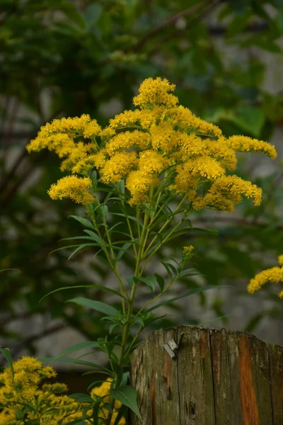 솔리다고 Solidago 비보르 Goldenrod Virgaurea 식물에 — 스톡 사진