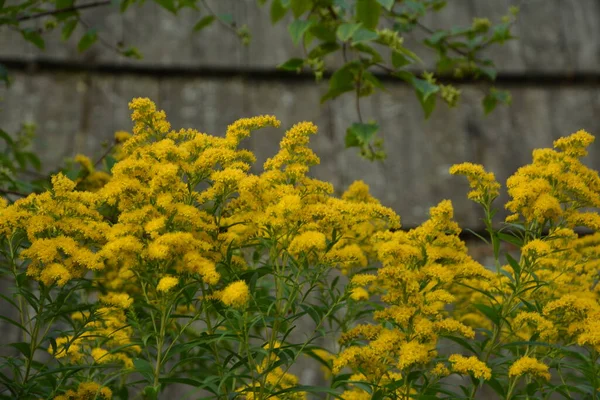 Solidago Goldenrod Virgaurea Planta Amarela Com Flores — Fotografia de Stock