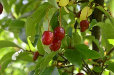 Böğürtlen bitkisi Elaeagnus multiflora çalıların üzerinde sulu meyveler ile