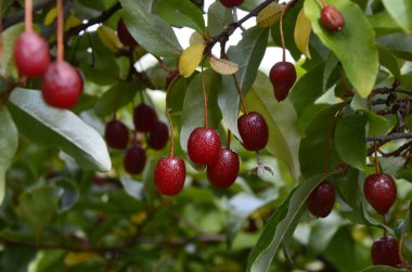 Böğürtlen bitkisi Elaeagnus multiflora çalıların üzerinde sulu meyveler ile
