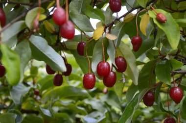 Böğürtlen bitkisi Elaeagnus multiflora çalıların üzerinde sulu meyveler ile