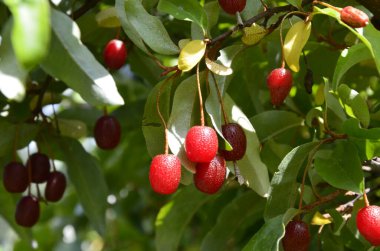 Böğürtlen bitkisi Elaeagnus multiflora çalıların üzerinde sulu meyveler ile