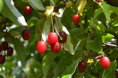 Böğürtlen bitkisi Elaeagnus multiflora çalıların üzerinde sulu meyveler ile