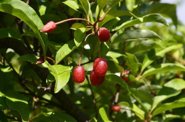 Böğürtlen bitkisi Elaeagnus multiflora çalıların üzerinde sulu meyveler ile