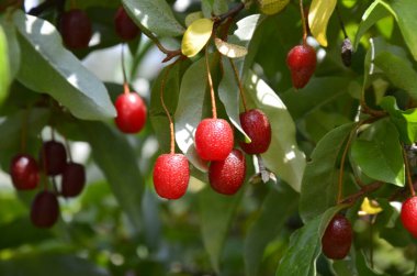 Böğürtlen bitkisi Elaeagnus multiflora çalıların üzerinde sulu meyveler ile