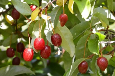 Böğürtlen bitkisi Elaeagnus multiflora çalıların üzerinde sulu meyveler ile