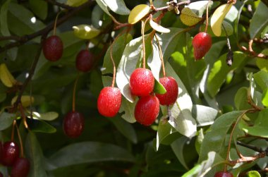 Berry plant Elaeagnus multiflora with ripe juicy berries in the garden on the bush clipart