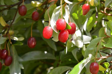 Böğürtlen bitkisi Elaeagnus multiflora çalıların üzerinde sulu meyveler ile