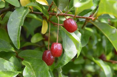 Böğürtlen bitkisi Elaeagnus multiflora çalıların üzerinde sulu meyveler ile