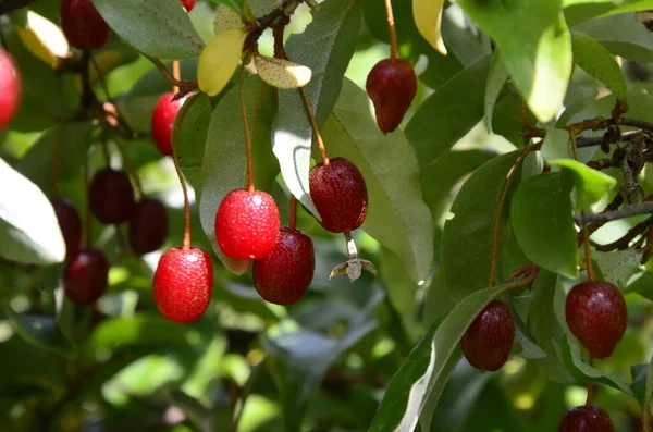 Böğürtlen bitkisi Elaeagnus multiflora çalıların üzerinde sulu meyveler ile