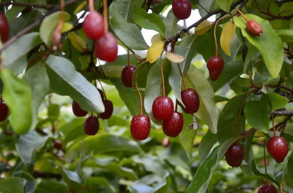 Böğürtlen bitkisi Elaeagnus multiflora çalıların üzerinde sulu meyveler ile