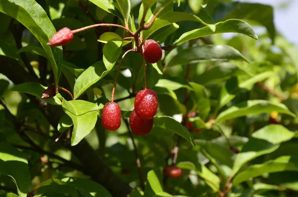 Berry Plant Elaeagnus Multiflora Ripe Juicy Berries Garden Bush — Stock Photo, Image