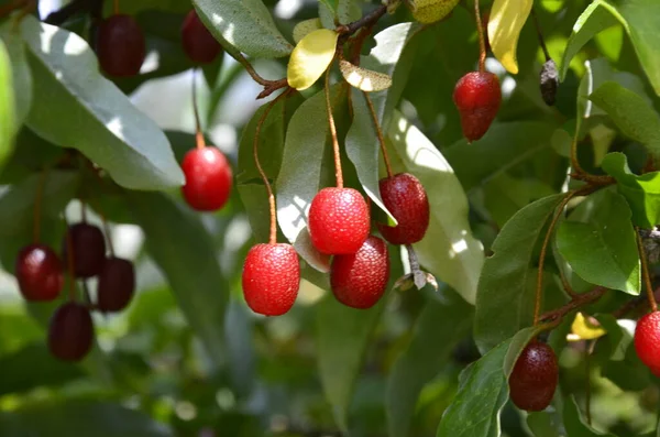 Böğürtlen bitkisi Elaeagnus multiflora çalıların üzerinde sulu meyveler ile