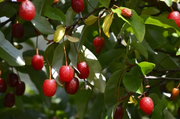 Böğürtlen bitkisi Elaeagnus multiflora çalıların üzerinde sulu meyveler ile