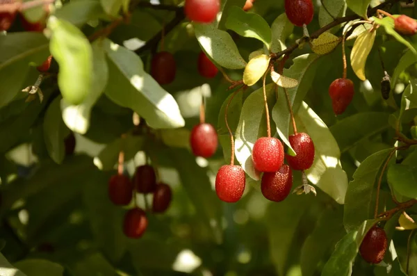 Berry Plant Elaeagnus Multiflora Ripe Juicy Berries Garden Bush — Stock Photo, Image