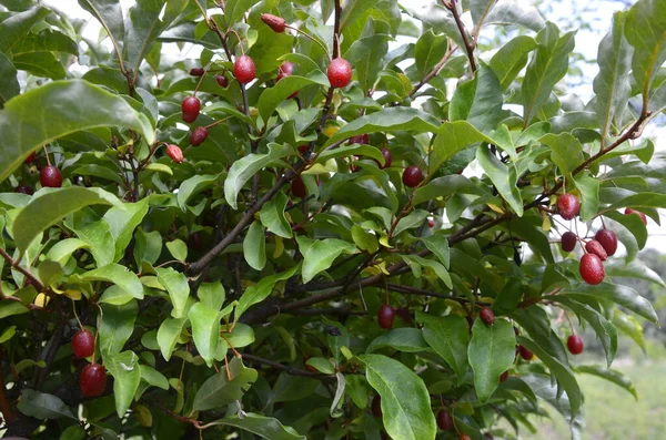 Berry Plant Elaeagnus Multiflora Ripe Juicy Berries Garden Bush — Stock Photo, Image