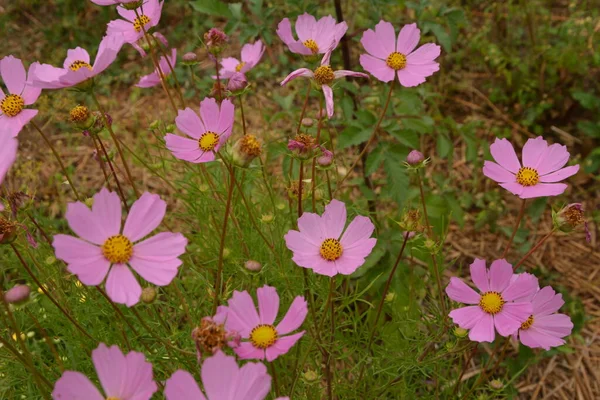 Cosmos flowers blooming in the garden.Natural Flowers scene of blooming of pink Sulfur Cosmos with blurred background.