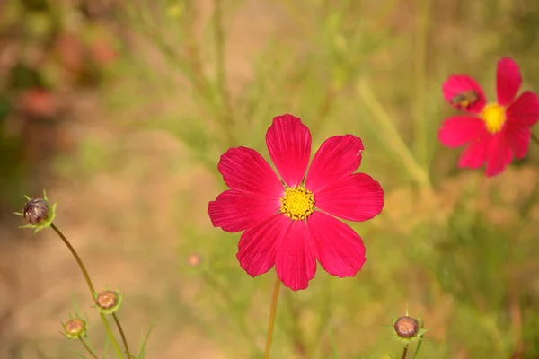 Cosmos Flores Florescendo Jardim Cena Flores Naturais Florescer Rosa Cosmos — Fotografia de Stock