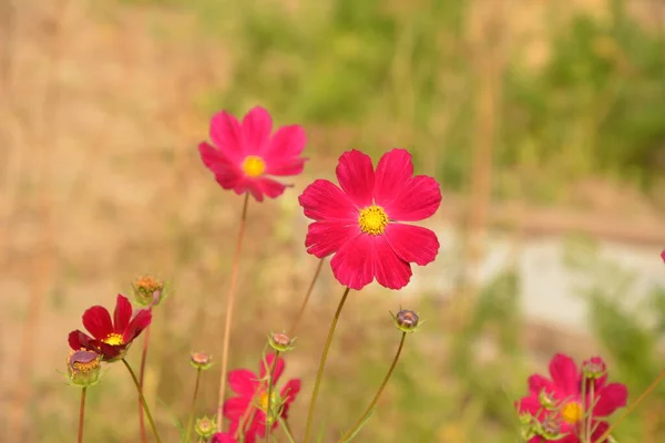 Cosmos flowers blooming in the garden.Natural Flowers scene of blooming of pink Sulfur Cosmos with blurred background.