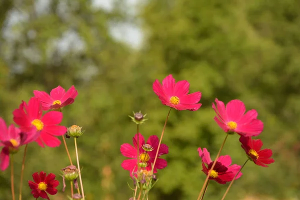 Cosmos flowers blooming in the garden.Natural Flowers scene of blooming of pink Sulfur Cosmos with blurred background.