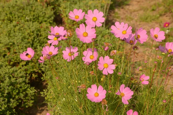 Cosmos flowers blooming in the garden.Natural Flowers scene of blooming of pink Sulfur Cosmos with blurred background.