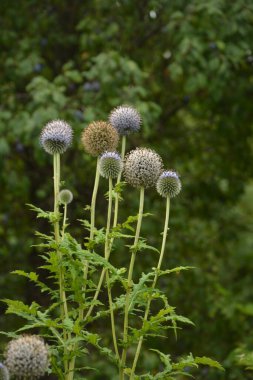 Echinops ritro L, Globe thistle, küçük dünya devedikeni. Bahçedeki Echinops çiçekleri. Ukrayna 'nın güney küresi olarak bilinen Echinops ritro' nun mavi topları.