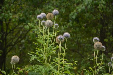 Echinops ritro L, Globe thistle, küçük dünya devedikeni. Bahçedeki Echinops çiçekleri. Ukrayna 'nın güney küresi olarak bilinen Echinops ritro' nun mavi topları.