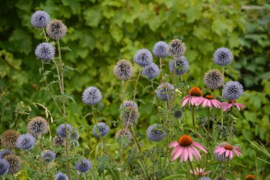 Echinops ritro L, Globe thistle, küçük dünya devedikeni. Bahçedeki Echinops çiçekleri. Ukrayna 'nın güney küresi olarak bilinen Echinops ritro' nun mavi topları.