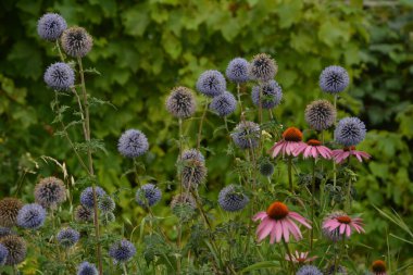 Echinops ritro L, Globe thistle, küçük dünya devedikeni. Bahçedeki Echinops çiçekleri. Ukrayna 'nın güney küresi olarak bilinen Echinops ritro' nun mavi topları.