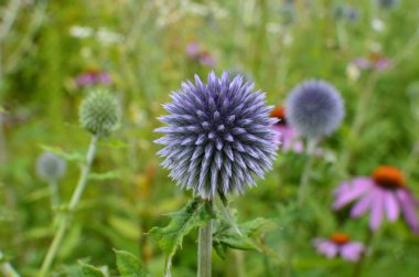 Echinops ritro L, Globe thistle, küçük dünya devedikeni. Bahçedeki Echinops çiçekleri. Ukrayna 'nın güney küresi olarak bilinen Echinops ritro' nun mavi topları.