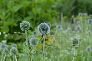 Echinops ritro L, Globe thistle, küçük dünya devedikeni. Bahçedeki Echinops çiçekleri. Ukrayna 'nın güney küresi olarak bilinen Echinops ritro' nun mavi topları.