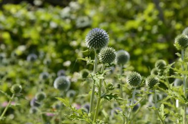 Echinops ritro L, Globe thistle, küçük dünya devedikeni. Bahçedeki Echinops çiçekleri. Ukrayna 'nın güney küresi olarak bilinen Echinops ritro' nun mavi topları.
