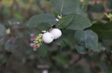 Beyaz böğürtlenli Symphoricarpos albusu (yaygın kardudu). Caprifoliaceae veya hanımeli ailesi.