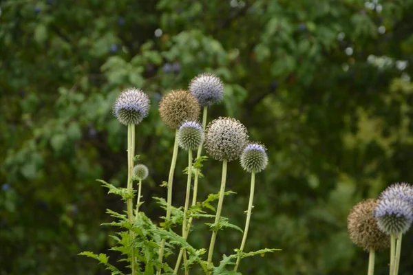 Echinops ritro L, Globe thistle, küçük dünya devedikeni. Bahçedeki Echinops çiçekleri. Ukrayna 'nın güney küresi olarak bilinen Echinops ritro' nun mavi topları.