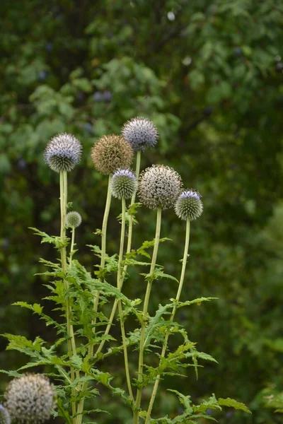 Echinops ritro L, Globe thistle, küçük dünya devedikeni. Bahçedeki Echinops çiçekleri. Ukrayna 'nın güney küresi olarak bilinen Echinops ritro' nun mavi topları.