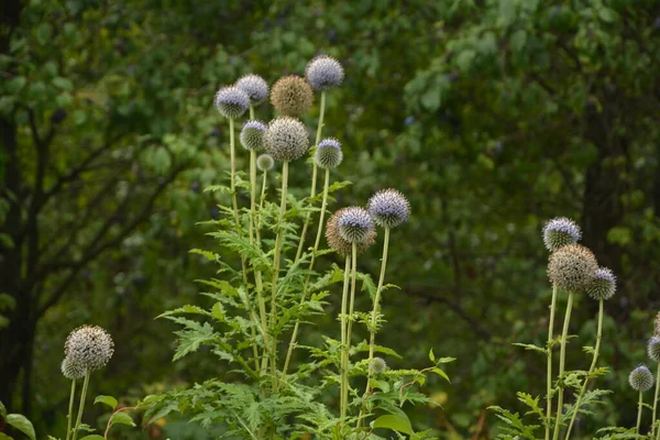 Echinops ritro L, Globe thistle, küçük dünya devedikeni. Bahçedeki Echinops çiçekleri. Ukrayna 'nın güney küresi olarak bilinen Echinops ritro' nun mavi topları.