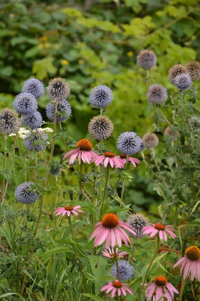 Echinops ritro L, Globe thistle, küçük dünya devedikeni. Bahçedeki Echinops çiçekleri. Ukrayna 'nın güney küresi olarak bilinen Echinops ritro' nun mavi topları.