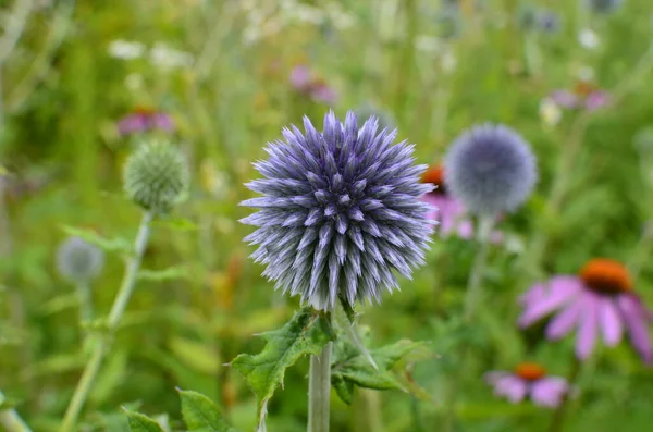 Echinops ritro L, Globe thistle, küçük dünya devedikeni. Bahçedeki Echinops çiçekleri. Ukrayna 'nın güney küresi olarak bilinen Echinops ritro' nun mavi topları.