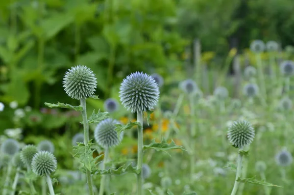 Echinops ritro L, Globe thistle, küçük dünya devedikeni. Bahçedeki Echinops çiçekleri. Ukrayna 'nın güney küresi olarak bilinen Echinops ritro' nun mavi topları.