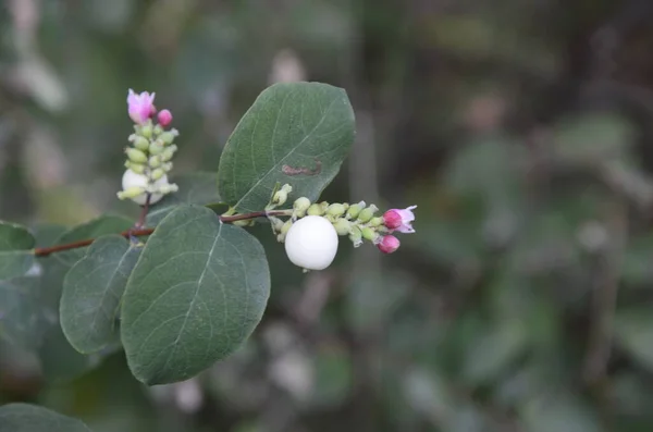 Roślina Symphoricarpos Common Snowberry Białymi Jagodami Rodziny Caprifoliaceae Lub Wiciokrzewów — Zdjęcie stockowe