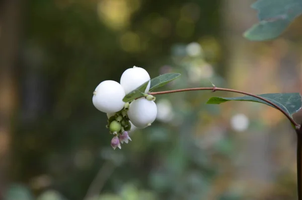 Symphoricarpos Albus Common Snowberry Plant White Berries Caprifoliaceae Honeysuckle Family — Stock Photo, Image