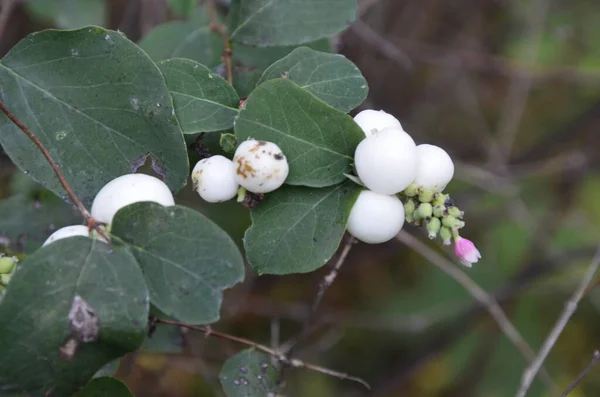 Symphoricarpos Albus Vanlig Snöbär Växt Med Vita Bär Caprifoliaceae Eller — Stockfoto