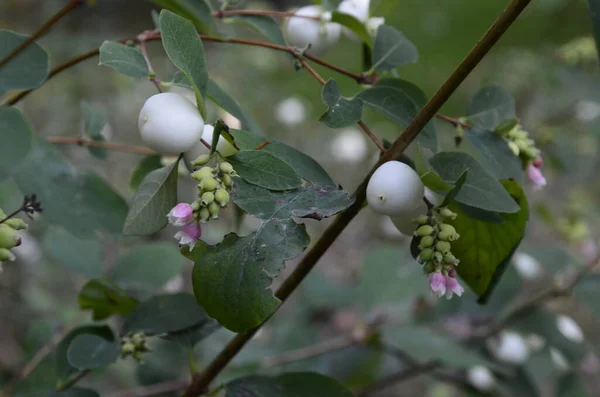 Symphoricarpos Albus Snowberry Comum Planta Com Bagas Brancas Caprifoliaceae Família — Fotografia de Stock