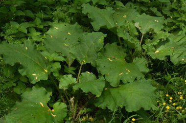 Prickles of a burdock. Picture for pharmacies. Medicinal weed. Nature near us. The plant used in folk medicine.Drug plant shovel large (Arctium lappa) clipart