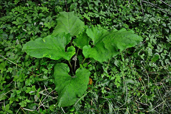 Prickles Burdock Picture Pharmacies Medicinal Weed Nature Plant Used Folk — Stock Photo, Image