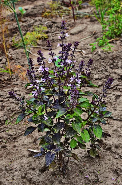 夏の庭に花のある緑のバジルの新鮮な茂みが成長します — ストック写真